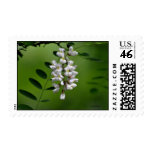 Cluster of White Flowers Postage Stamp