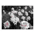 Cluster of White Roses posters