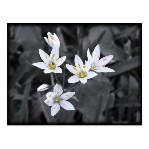 Cluster of Wildflowers Macro Photo Post card