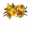 Cluster Yellow Lilies Ladies t-shirts