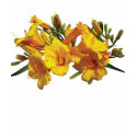 Cluster Yellow Lilies Ladies t-shirts