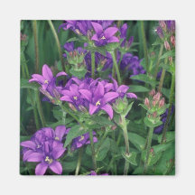 Clustered Belleflower, (Campanula Glomerata Fridge Magnets