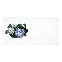 Clusters of Purple Hydrangea Picture Card