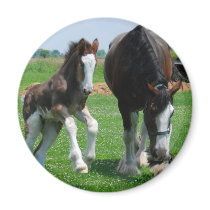clydesdale and filly magnets