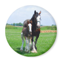 Clydesdale and Filly magnet