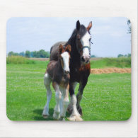 Clydesdale and filly mousepad