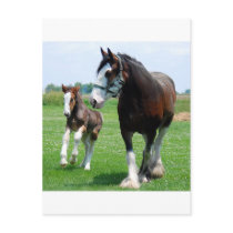 Clydesdale and Filly postcards