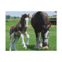 clydesdale and filly postcards