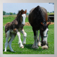 clydesdale and filly print
