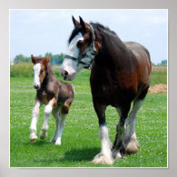 Clydesdale and Filly print