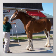 Clydesdale at show print