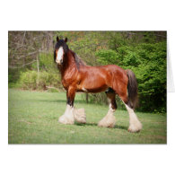 Clydesdale Birthday Card