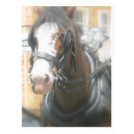 Clydesdale Brown Horse Postcard