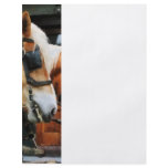 Clydesdale Closeup flyers