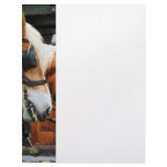 Clydesdale Closeup Letterhead Design