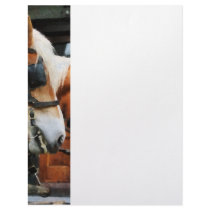 Clydesdale Closeup Letterhead Design
