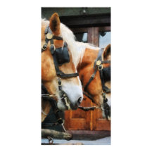 Clydesdale Closeup Personalized Photo Card