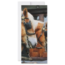 Clydesdale Closeup Rack Cards