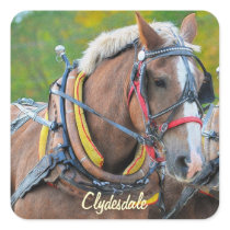 Clydesdale Draft Horse Equine Art Sticker