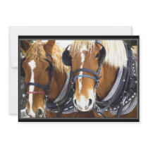 Clydesdale Draft Horse Invitation