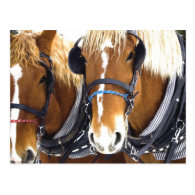 Clydesdale Draft Horses Postcard