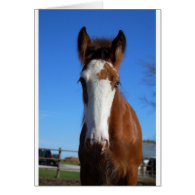 Clydesdale filly greeting cards