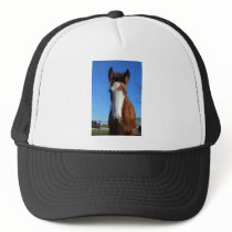 Clydesdale filly trucker hat