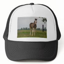 clydesdale filly trucker hats