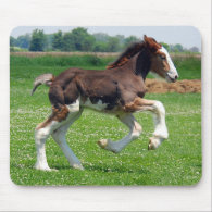 Clydesdale filly mousepad