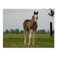 clydesdale filly post card