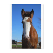 Clydesdale filly postcards