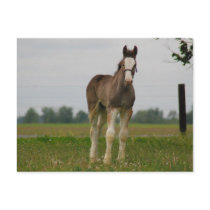 clydesdale filly post card
