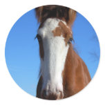 Clydesdale filly stickers