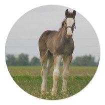 clydesdale filly sticker