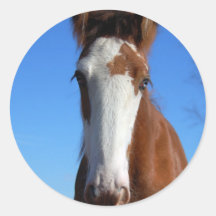 Clydesdale filly stickers