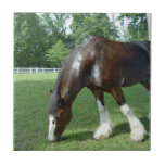 Clydesdale, Grazing Horse on Tile tiles