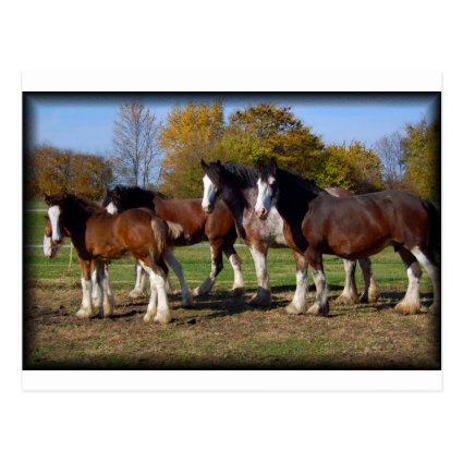 Clydesdale Draft Horse Herd post card