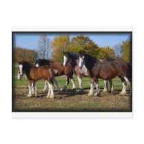 clydesdale group postcards