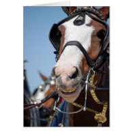 Clydesdale Horse Card
