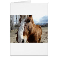 Clydesdale horse greeting card