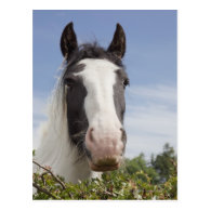 Clydesdale horse portrait post cards