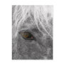 Clydesdale Horse Postcard