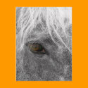 Clydesdale Horse Postcard