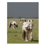 Clydesdale horses in a field, Northumberland, Post Cards