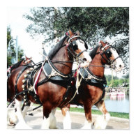 Clydesdale Horses print