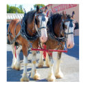 Clydesdale Horses posters by almedic104 Clydesdale Horses posters