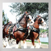 Clydesdale Horses Poster