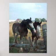 Clydesdale Horses Print