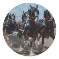 Clydesdale Horses Stickers
