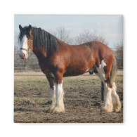Clydesdale Magnet magnet